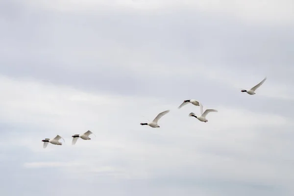 阿根廷海岸上成群的黑颈天鹅 天鹅呆在大西洋附近 红头的白色大鸟 — 图库照片