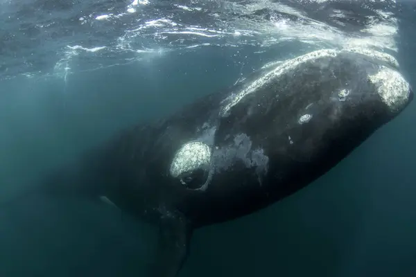 Südlicher Rechtwal Der Nähe Der Oberfläche Argentinien Rechter Wal Rund — Stockfoto