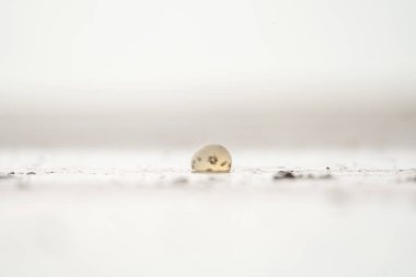 Arjantin sahilinde dev gastropod yumurtaları. İçinde küçük salyangozlar olan yumurtalar. Sahildeki soyut nesne. 