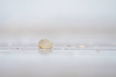 Arjantin sahilinde dev gastropod yumurtaları. İçinde küçük salyangozlar olan yumurtalar. Sahildeki soyut nesne. 