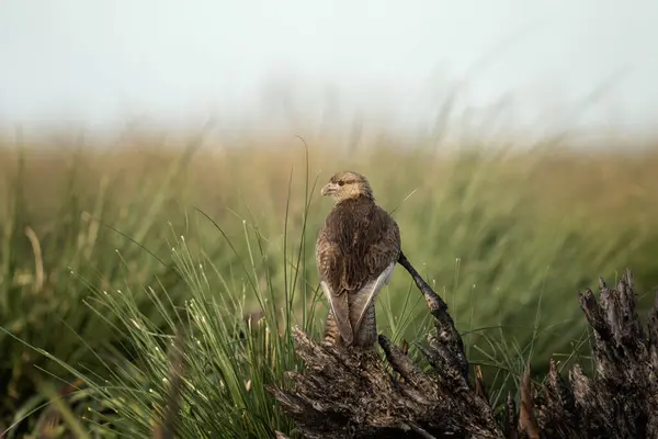 Buzzard Sitting Meadow Swainson Hawk Argentina Nature Brown Bird Predator — Stock Photo, Image