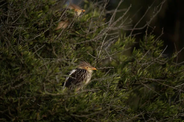 Guira Cuckoos Află Ramura Lângă Coasta Atlanticului Guira Guira Argentina — Fotografie, imagine de stoc