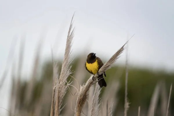 大西洋岸付近の草の上に黄色い潮の鳥が座っています アルゼンチン グジャイロ — ストック写真