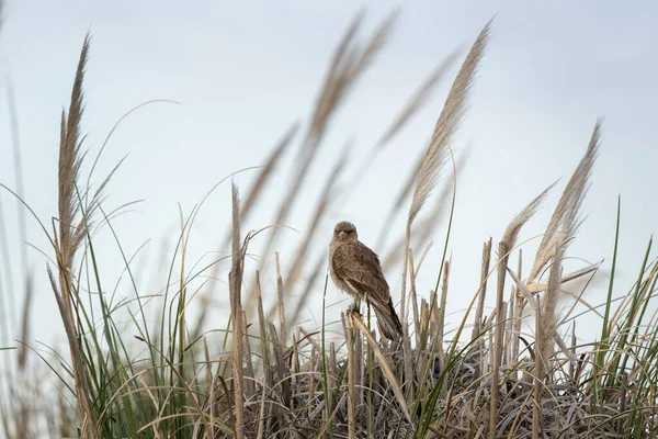 Buzzard Sitting Meadow Swainson Hawk Argentina Nature Brown Bird Predator — Stock Photo, Image