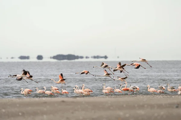 Chilijskie Flamingi Latają Wokół Wybrzeża Argentyny Stado Flamingów Pobliżu Oceanu — Zdjęcie stockowe