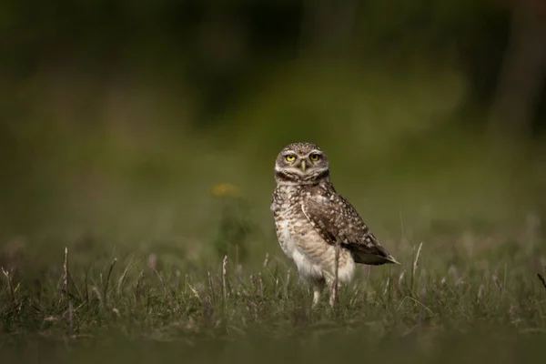 Burrowing Owl Está Sentado Madriguera Argentina Athene Cunicularia Durante Día —  Fotos de Stock