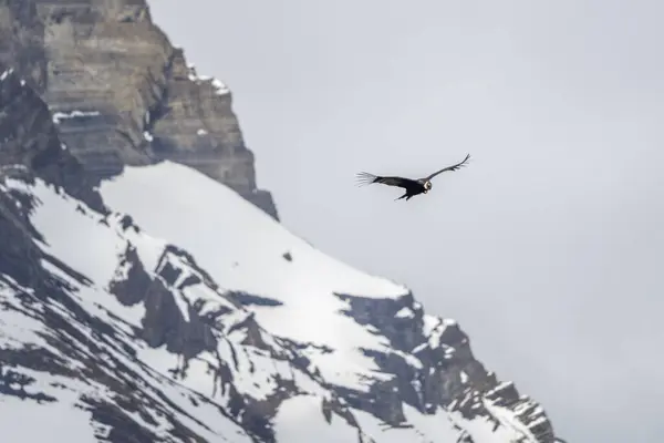 Κόνδορας Των Άνδεων Πετάει Πάνω Από Βουνά Παταγονία Βούλτουρ Γκρίφους — Φωτογραφία Αρχείου