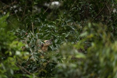 Amerikan koati ormanda besleniyor. Koatis, Ulusal Park Iguazu Şelalesi 'nde yiyecek arıyor. Ormanda uzun burunlu ve kuyruklu memeliler. 