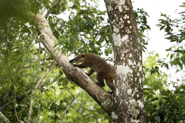 Coati Américain Nourrit Dans Forêt Coatis Est Recherche Nourriture Dans — Photo