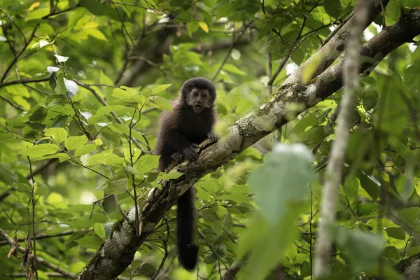 Svart Capuchin Ape Iguazu Faller Nasjonalpark Sapajus Nigritus Regnskogen Små – stockfoto