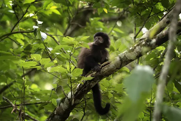 Svart Capuchin Ape Iguazu Faller Nasjonalpark Sapajus Nigritus Regnskogen Små – stockfoto