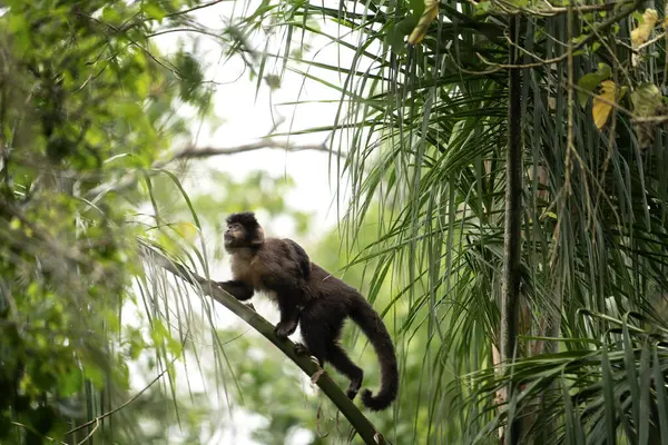 Black Capuchin Monkey Iguazu Falls National Park Sapajus Nigritus Rainforest — Stock Photo, Image