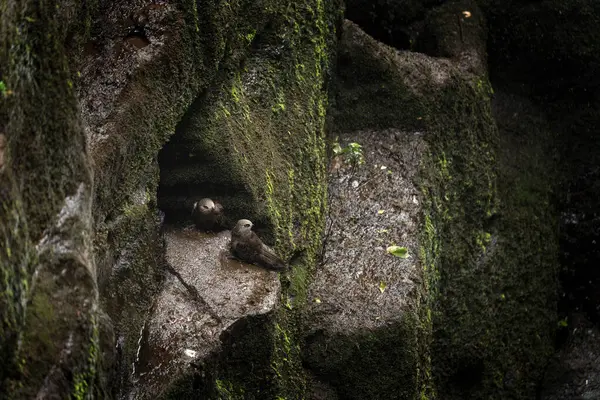 Vodopády Kryjí Velké Temné Výkyvy Rychlost Používá Vodopády Pro Jeho — Stock fotografie