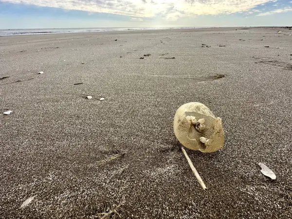 阿根廷海岸海滩上的巨型腹足蛋 里面有小蜗牛的蛋 海滩上的抽象物体 — 图库照片