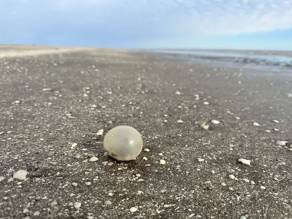 Telur Gastropoda Raksasa Pantai Argentina Telur Dengan Siput Kecil Dalamnya — Stok Foto