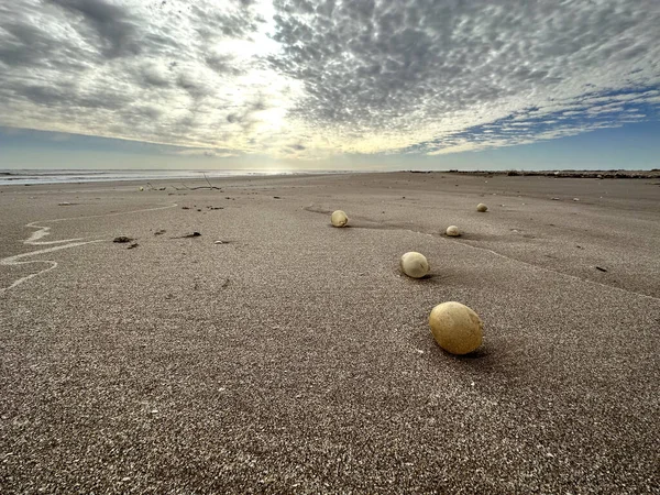 Uova Gasteropode Gigante Sulla Spiaggia Della Costa Argentina Uova Con — Foto Stock