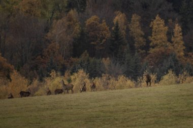 Azgınlık zamanında kızıl geyik. Çayırda bir erkek geyik. Dağlarda geyik sürüsü. 
