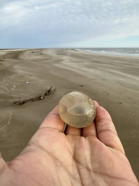 Arjantin sahilinde dev gastropod yumurtaları. İçinde küçük salyangozlar olan yumurtalar. Sahildeki soyut nesne. 