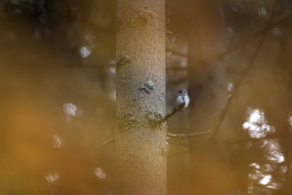 Κουκουβάγια Κάθεται Στο Κλαδί Κατά Διάρκεια Του Κυνηγιού Κουκουβάγια Στο — Φωτογραφία Αρχείου