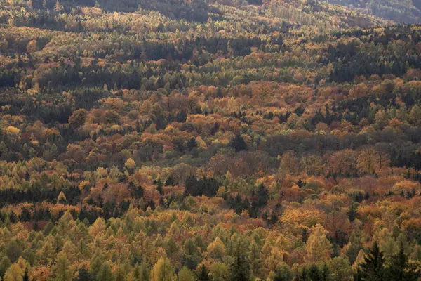 Skog Höstsäsongen Naturen Europa Färgglad Natur Hösten — Stockfoto
