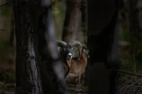 Mouflon Rutting Time Herd Mouflons Forest Brown Sheep Bent Horns — Stock Photo, Image