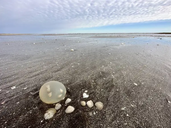 Huevos Gasterópodo Gigante Playa Costa Argentina Huevos Con Pequeños Caracoles —  Fotos de Stock