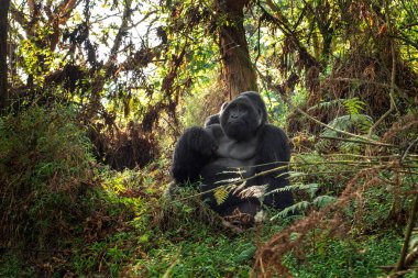 Mgahinga Ulusal Parkı 'ndaki dağ gorilleri. Nadir goriller ormanda saklanıyor. Uganda 'daki goriller safarisi.. 