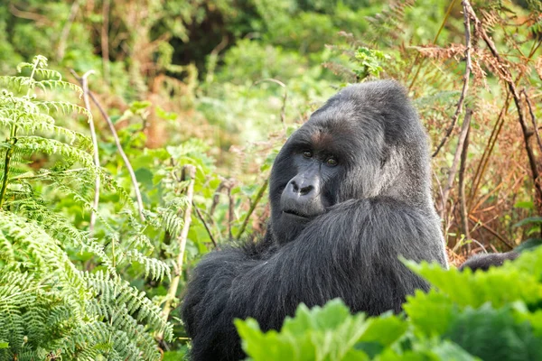 Gorilas Montaña Parque Nacional Mgahinga Los Gorilas Raros Esconden Bosque — Foto de Stock
