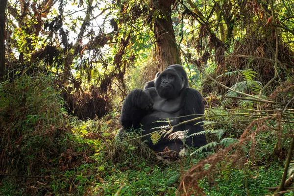 Fjell Gorillaer Mgahinga Nasjonalpark Sjeldne Gorillaer Gjemmer Seg Skogen Gorillassafari – stockfoto