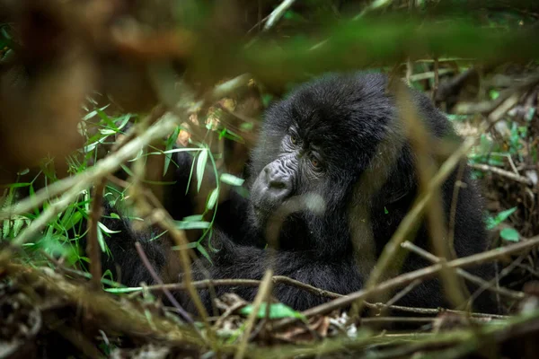 Berggorillas Mgahinga Nationalpark Seltene Gorillas Verstecken Sich Wald Gorillas Safari — Stockfoto