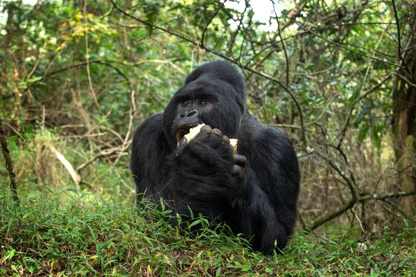 Gorilas Montaña Parque Nacional Mgahinga Los Gorilas Raros Esconden Bosque — Foto de Stock