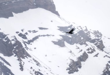 Patagonya 'daki And Akbabası. Arjantin 'in en büyük uçan kuşu. Güney Amerika 'nın en nadir kuşlarından biri..