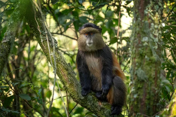 stock image Golden monkey in Mgahinga National Park. Cercopithecus mitis kandti is eating in rainforest. African safari. Rare primate with golden back. 
