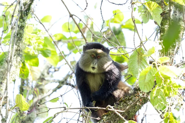 Mono Dorado Parque Nacional Mgahinga Cercopithecus Mitis Kandti Está Comiendo — Foto de Stock