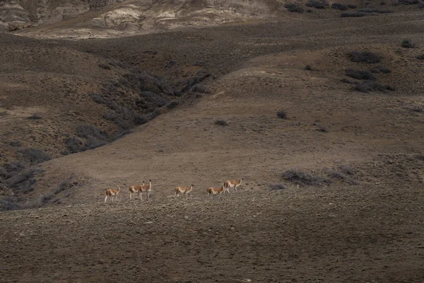 Guanaco National Park Los Glaciares Herd Llamas Meadow Argentina — Stock Photo, Image