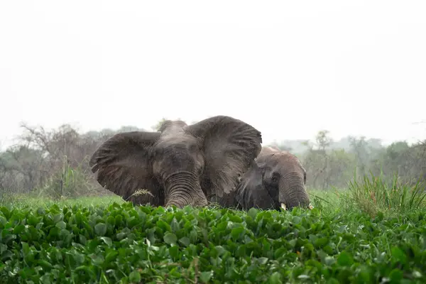 Éléphants Afrique Près Barrage Dans Parc National Murchison Falls Groupe — Photo