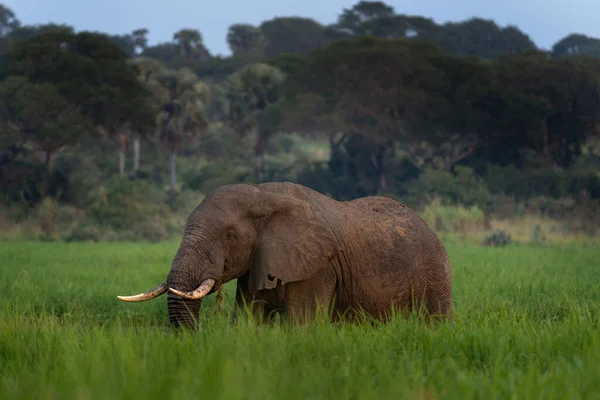 Éléphants Afrique Près Barrage Dans Parc National Murchison Falls Groupe — Photo