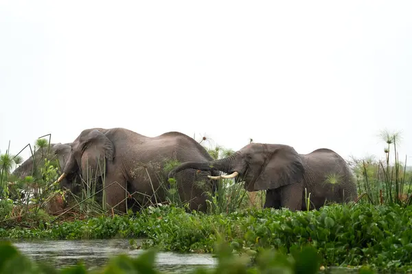 African Elephants Dam Murchison Falls National Park Group Elephant Lake — Stock Photo, Image