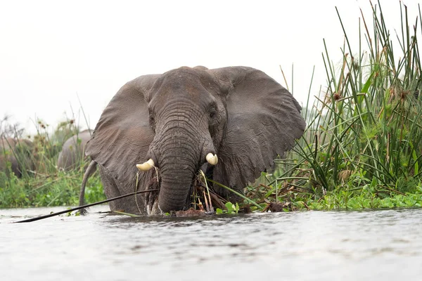 Elefanti Africani Vicino Alla Diga Nel Parco Nazionale Murchison Falls — Foto Stock