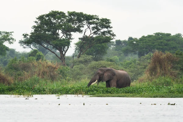 African Elephants Dam Murchison Falls National Park Group Elephant Lake — Stock Photo, Image