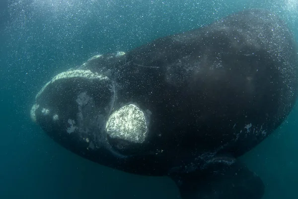 Southern right whale are staying next to Valds peninsula. Close encounter with right whale in water. Endangered whale ner the surface.