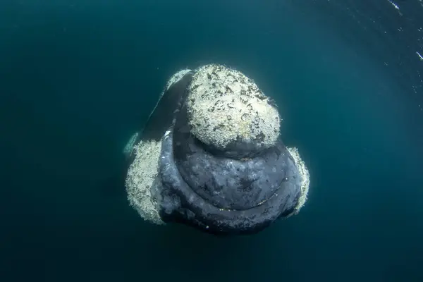 Baleine Noire Sud Reste Côté Péninsule Valds Rencontre Étroite Avec — Photo