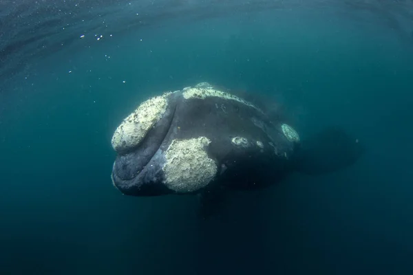 南部のクジラはバルド半島に隣接しています クジラとの密接な出会いが水に浮かんでいる 絶滅危惧種クジラ神経 — ストック写真