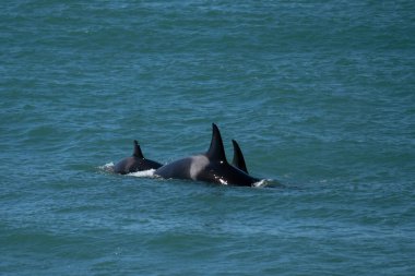 Orkalar Valds yarımadasının yanında kalıyor. Katil balinalar deniz kenarında fok avlıyor. Yüzeye yakın nesli tükenmekte olan balina.