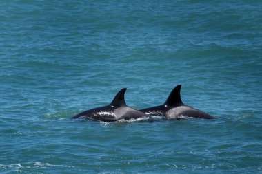 Orkalar Valds yarımadasının yanında kalıyor. Katil balinalar deniz kenarında fok avlıyor. Yüzeye yakın nesli tükenmekte olan balina.