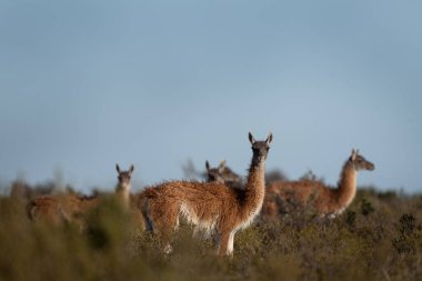 Patagonya 'da Guanaco Lama sürüsü. Arjantin 'de uçsuz bucaksız bir arazi. Valds yarımadasında lambalar.  