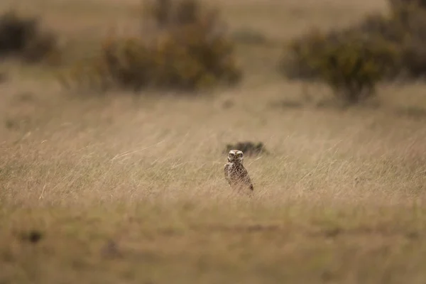 Burrowing Owl Hiding Grass Owl Peninsula Valds Owl Who Live — Stock Photo, Image
