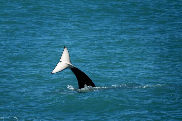 Orcas就住在Valds半岛旁边虎鲸在海岸附近捕猎海豹 濒临绝种的鲸鱼 — 图库照片