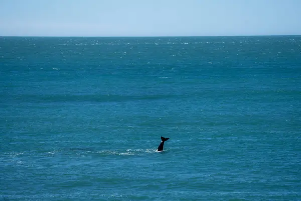 Orcas Ficam Lado Península Valds Baleias Assassinas Caçam Focas Perto — Fotografia de Stock