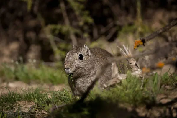 Mountain Cavy Feeding Bushes Small Rodent Peninsula Valds Wildlife Argentina — Stock Photo, Image